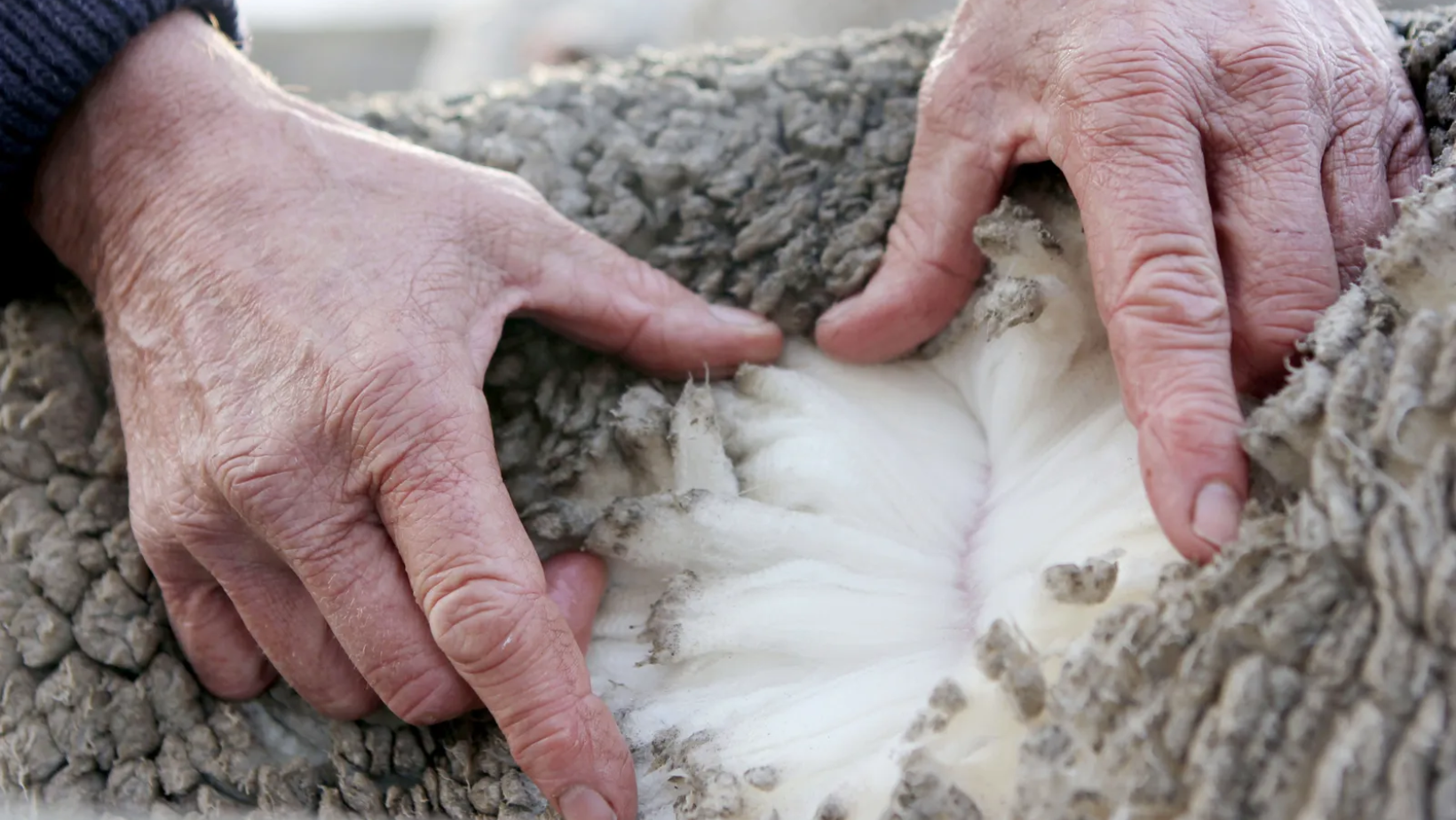 Government urged to intervene in SA’s ‘biggest-ever wool crisis’