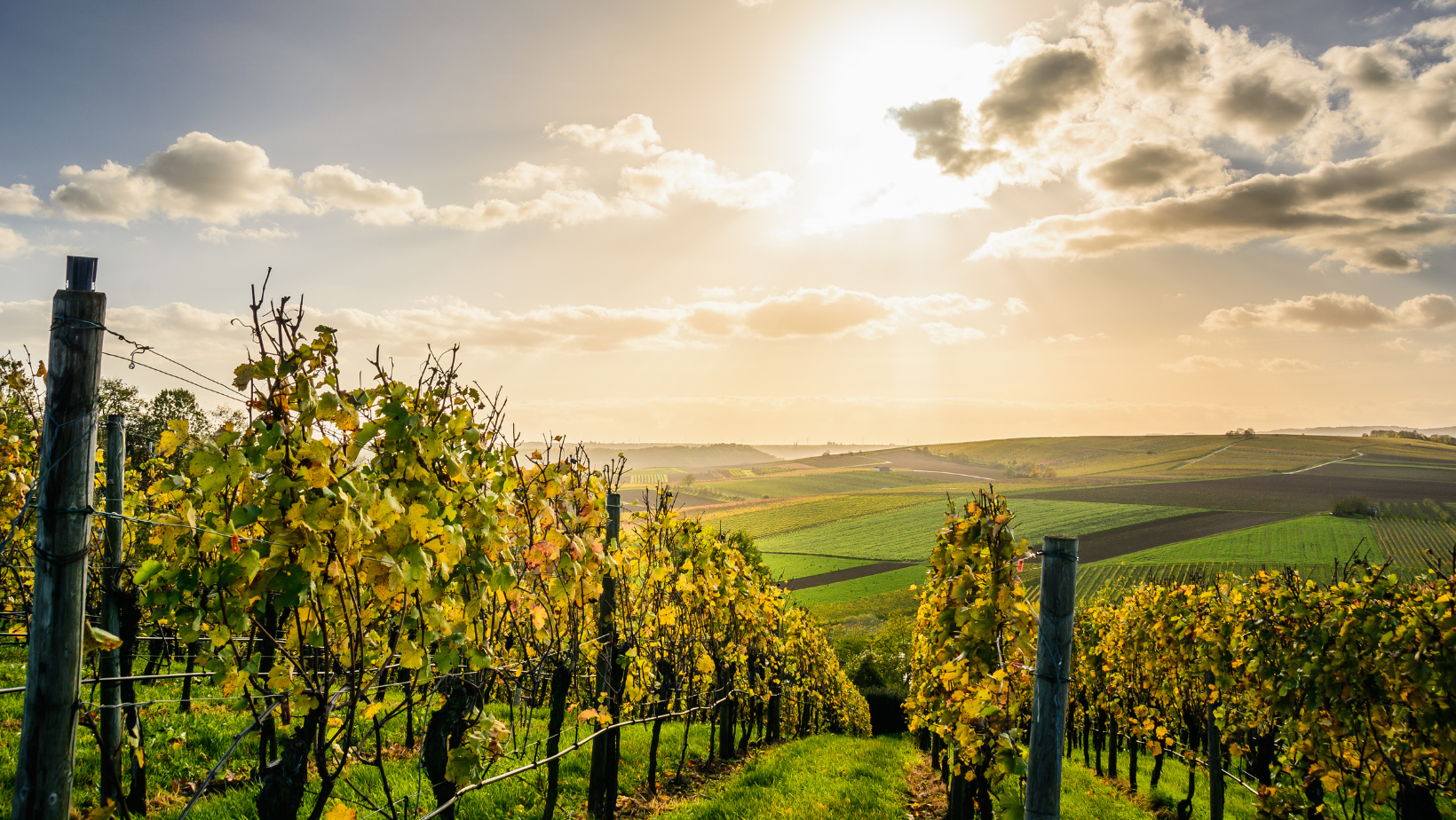 Italië steek weer Frankryk verby as grootste wynprodusent